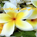 زندگی هنوز هم زیباست